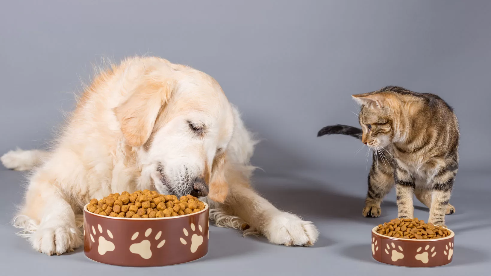 Can-Dogs-Eat-Cat-Food-and-Can-Cats-Eat-Dog-Food_