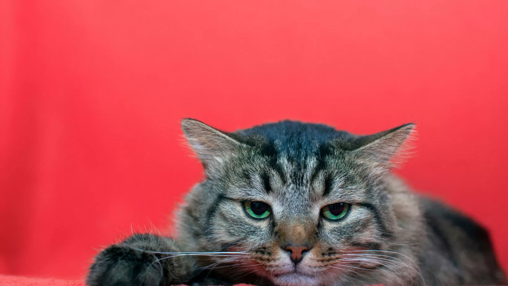 How-to-Tell-if-Your-Cat-Is-Angry-at-You