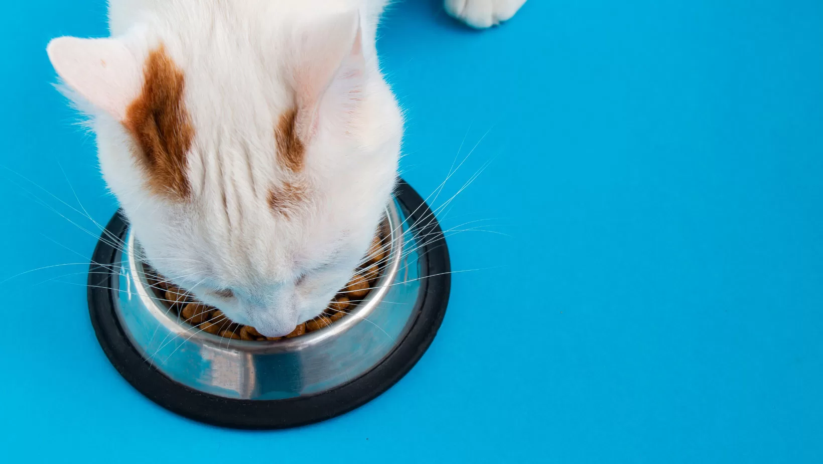 Tips-for-Feeding-Fussy-or-Picky-Eating-Cats