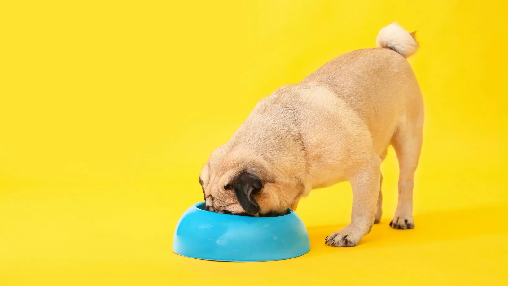 3-Myths-and-Truths-About-Feeding-Your-Dog