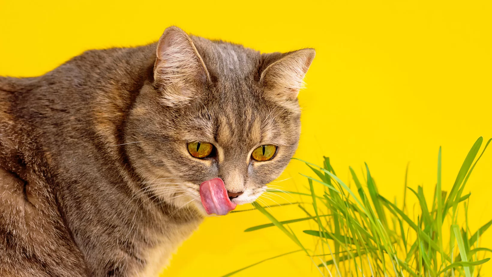 Reasons-Why-Cats-and-Dogs-Eat-Grass
